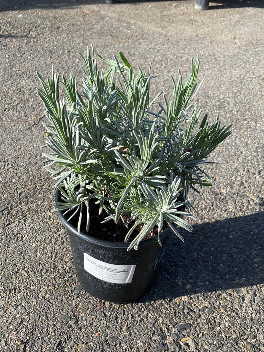 Lavandula x intermedia ‘Silver Edge’