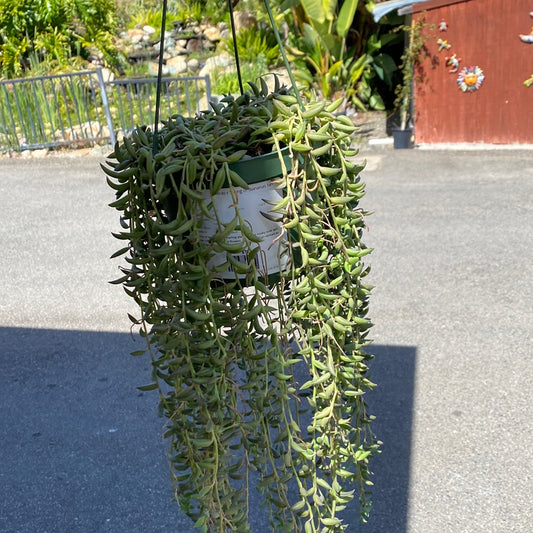 Senecio Radicans 'String of Bananas'