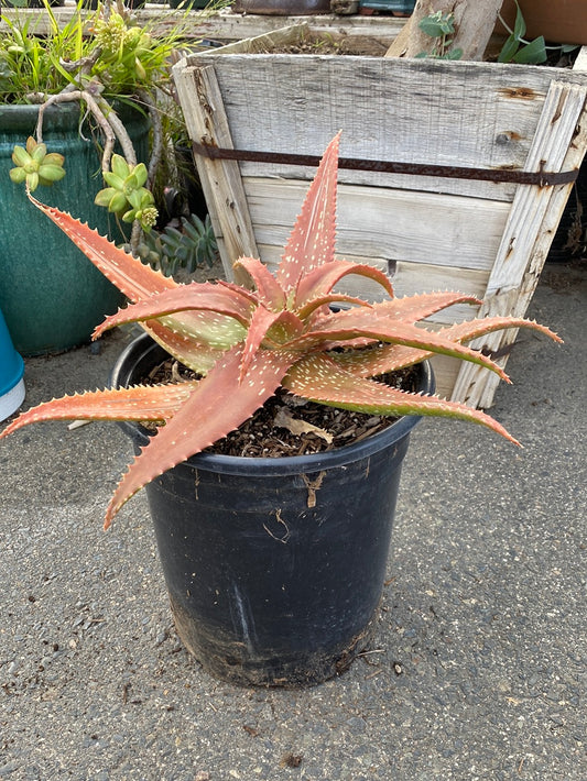 Aloe ‘Cynthia Giddy’