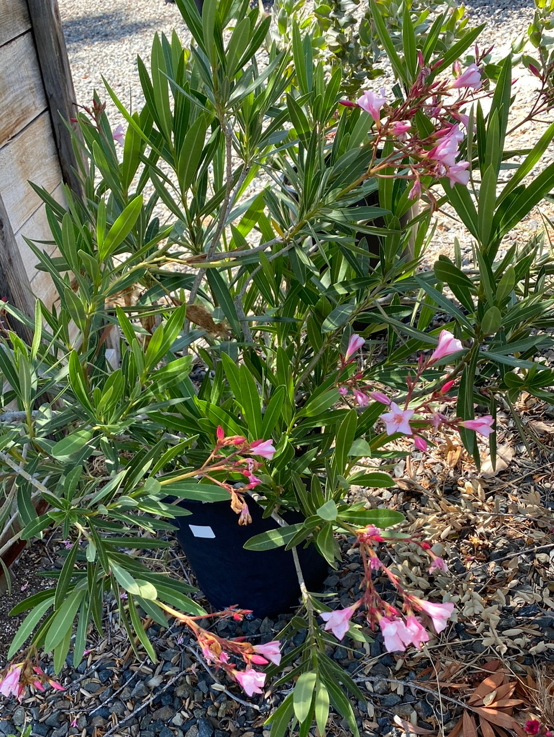 Nerium oleander