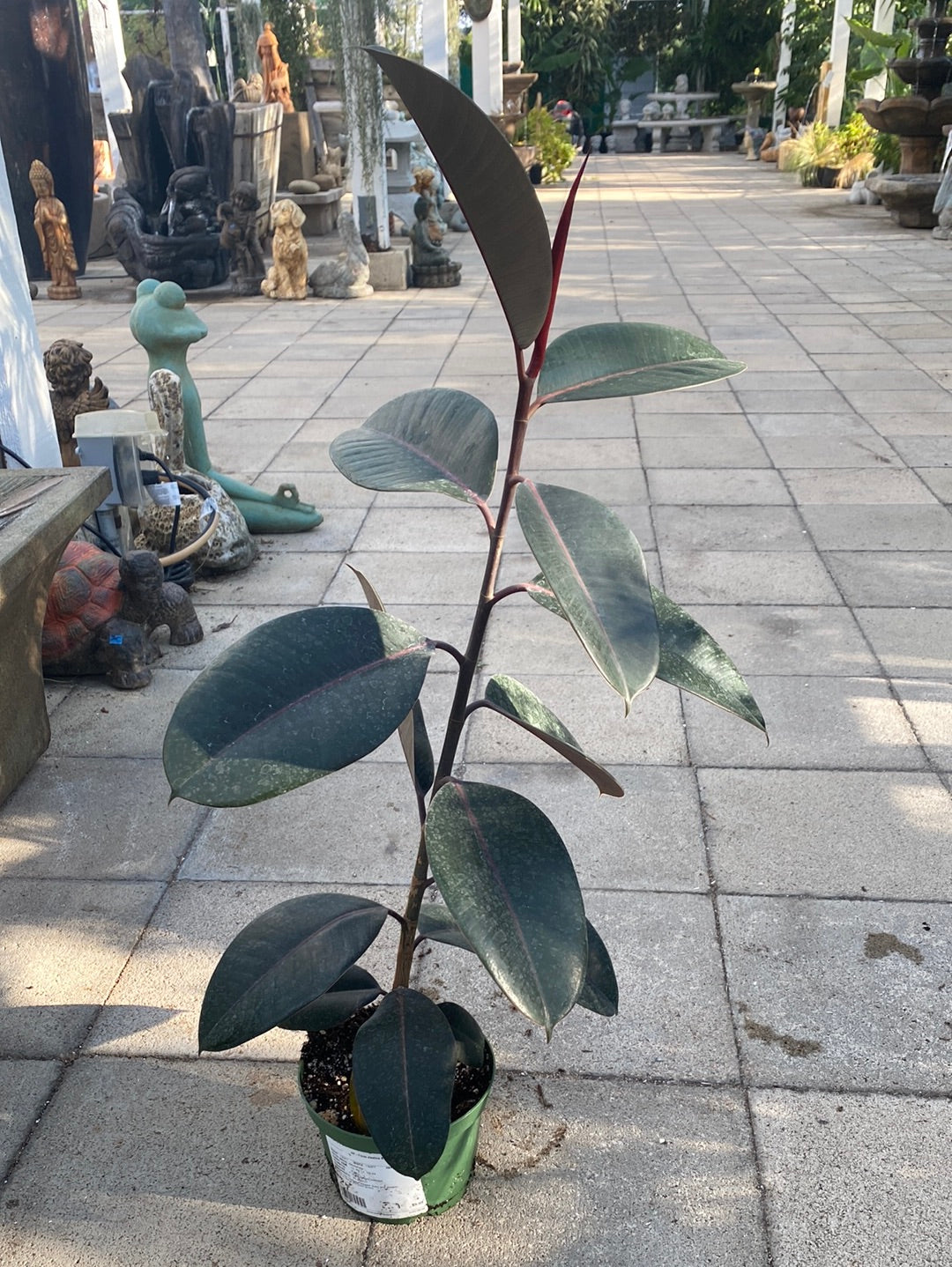 Ficus elastica ‘Burgundy’