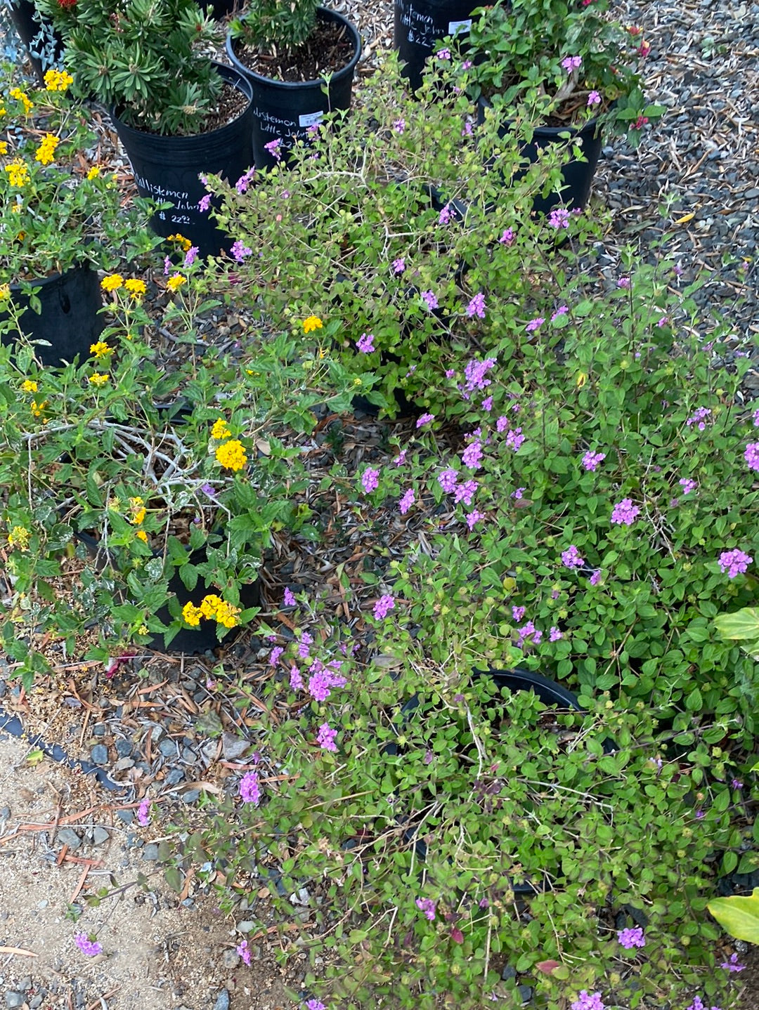 Lantana camara