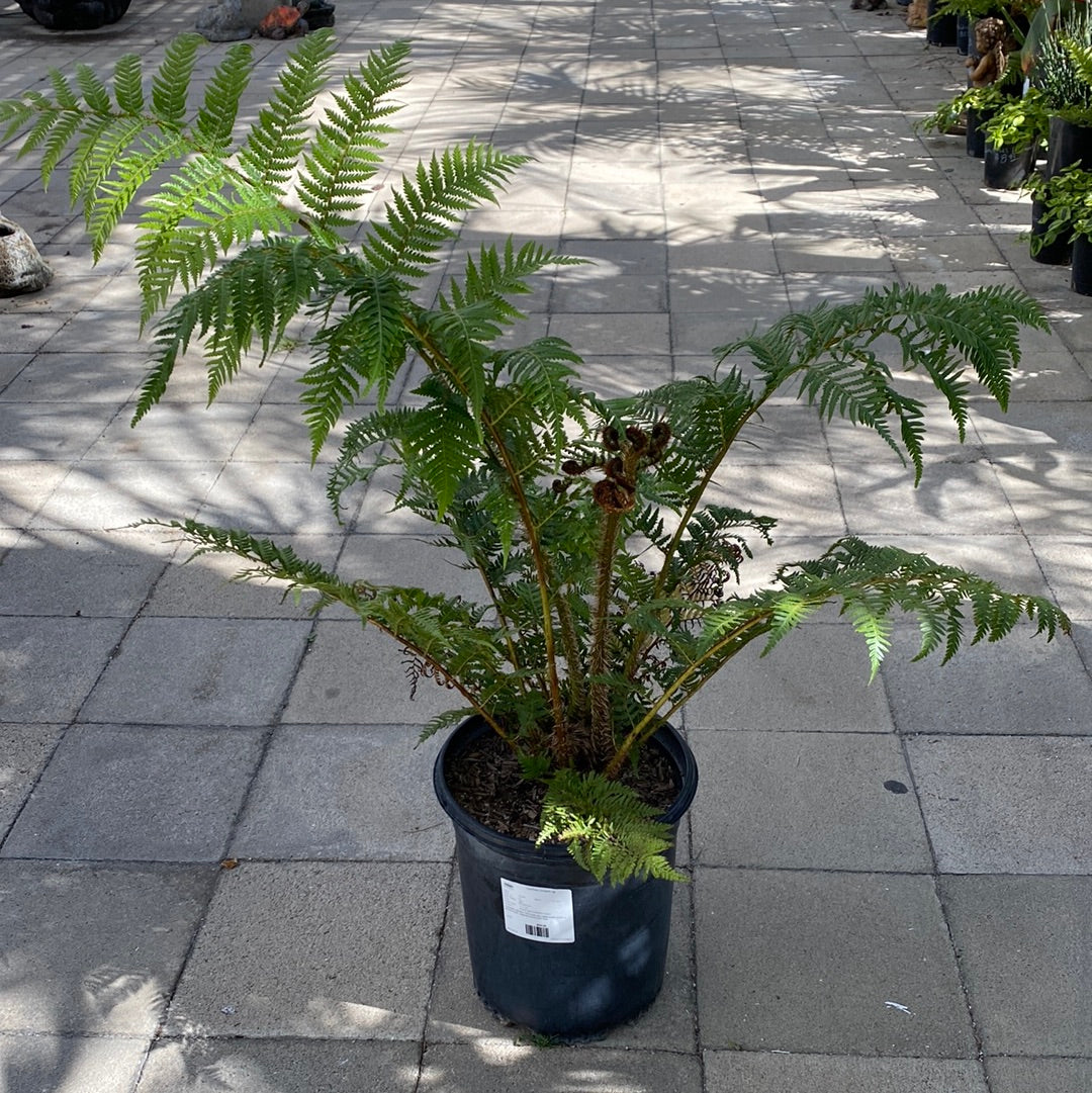 Cyathea cooperi