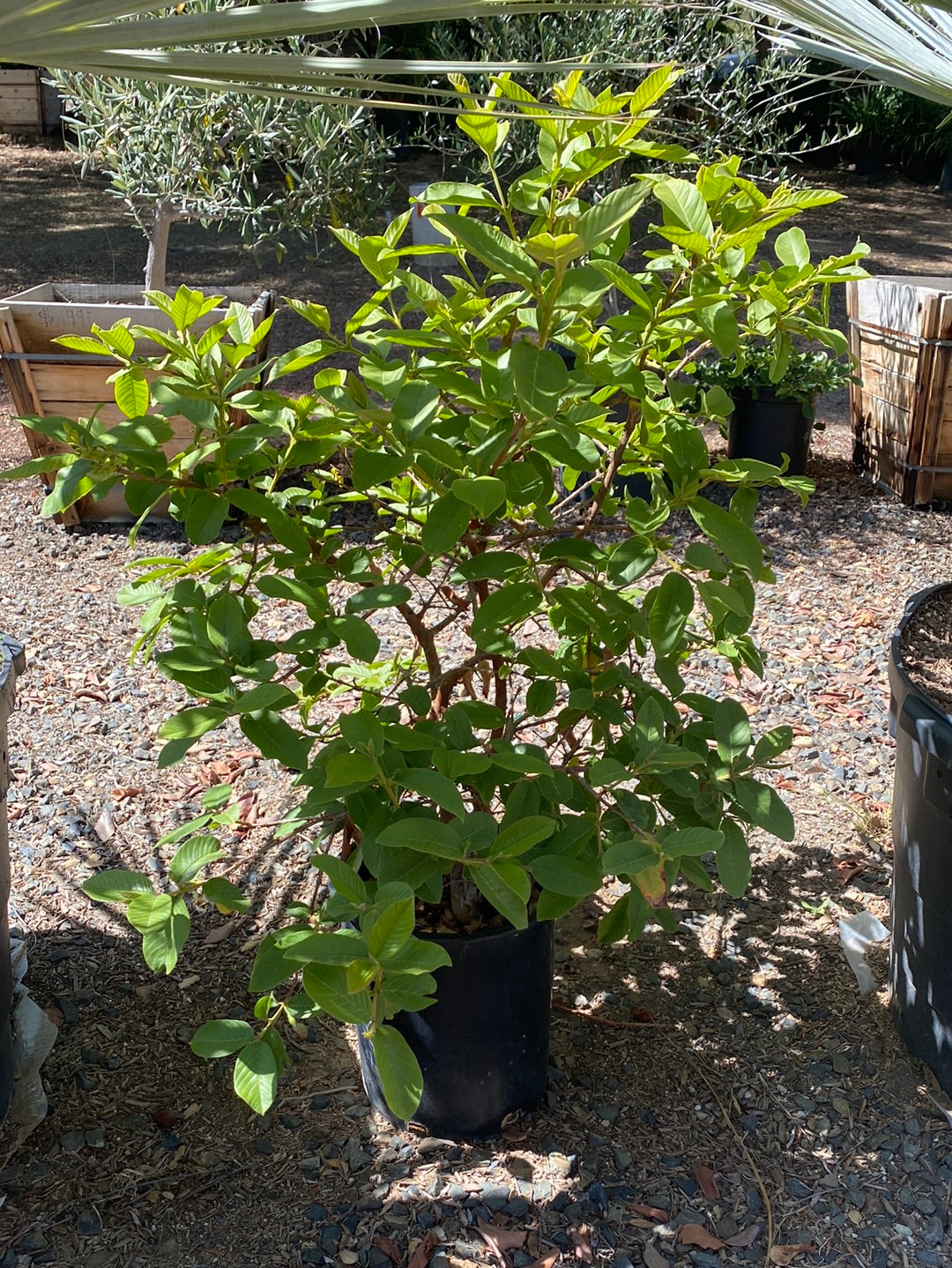 Psidium cattleianum