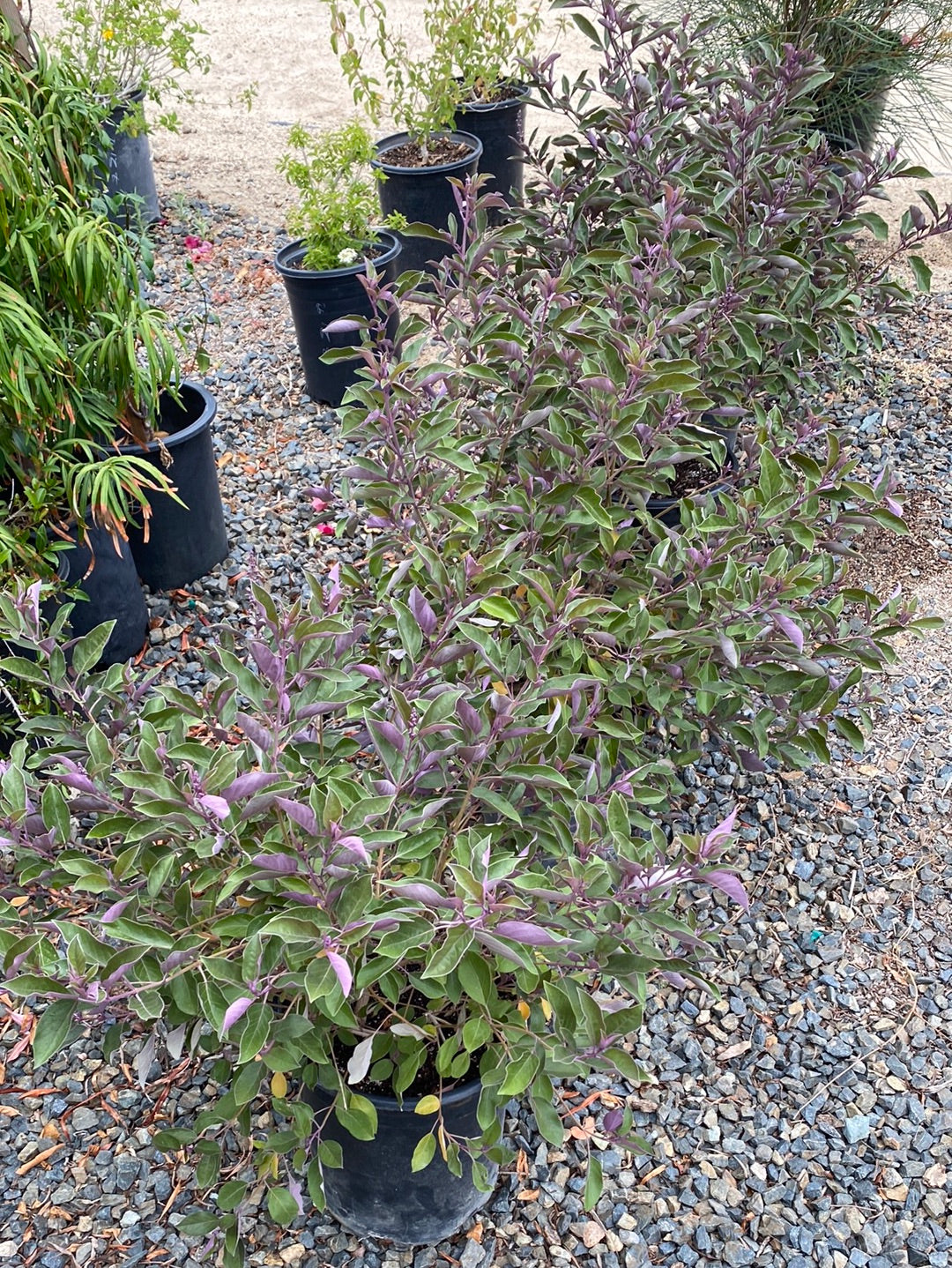 Vitex trifolia ‘Purpurea’