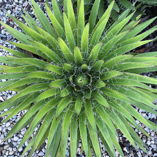 Agave filifera