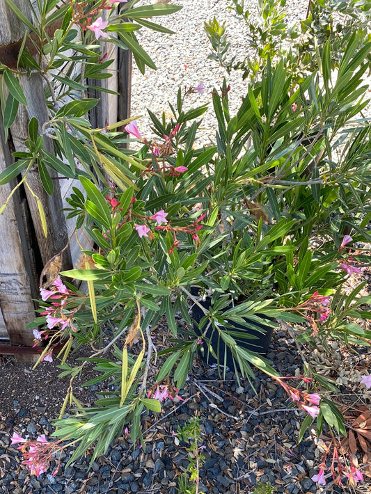 Nerium oleander