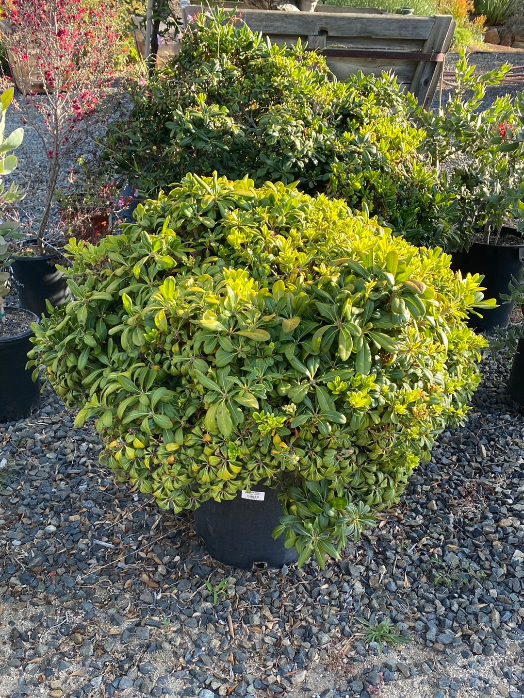 Pittosporum tobria