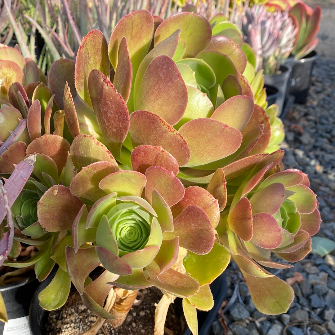 Aeonium urbicum