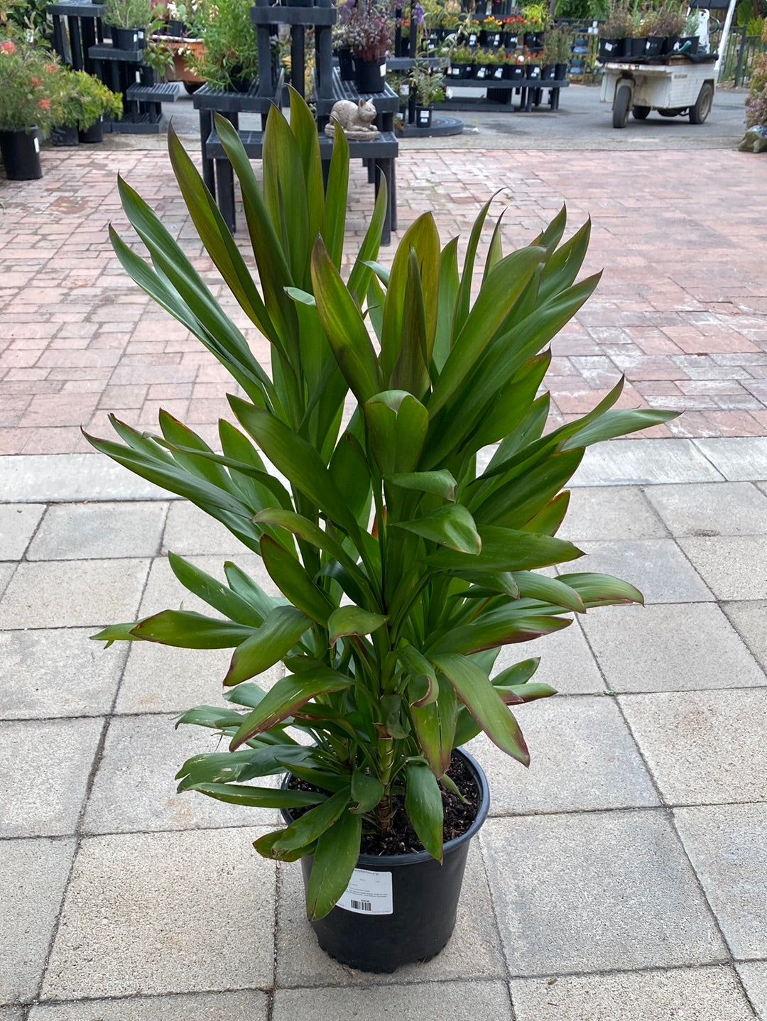 Cordyline Glauca