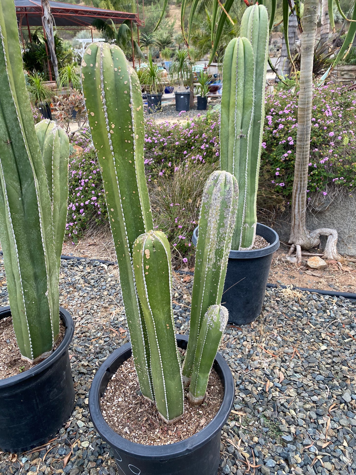 Pachycereus marginatus