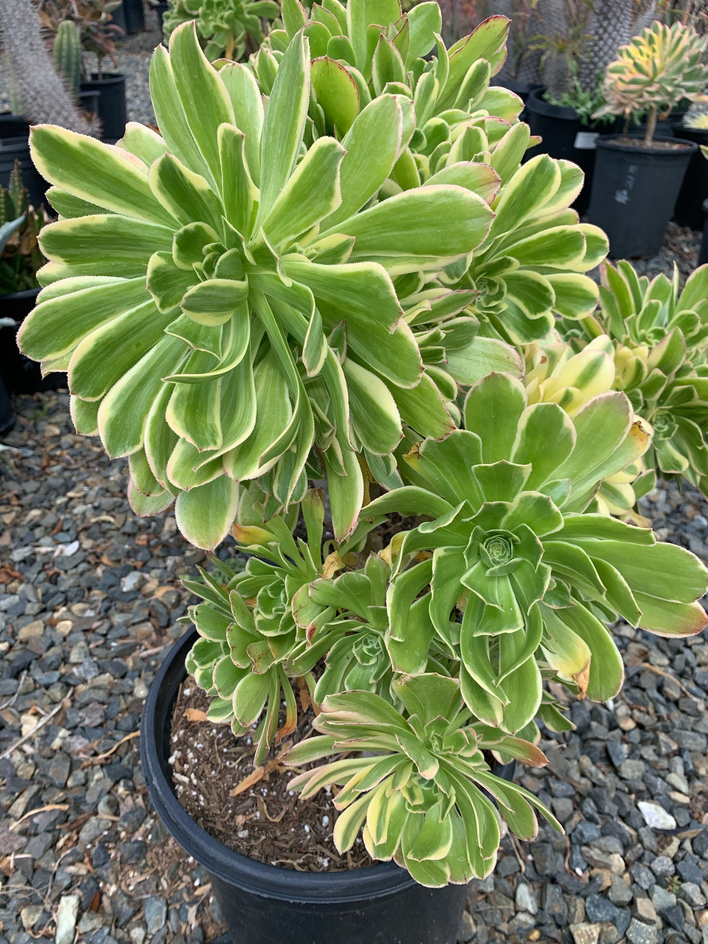 Aeonium luteovariegatum