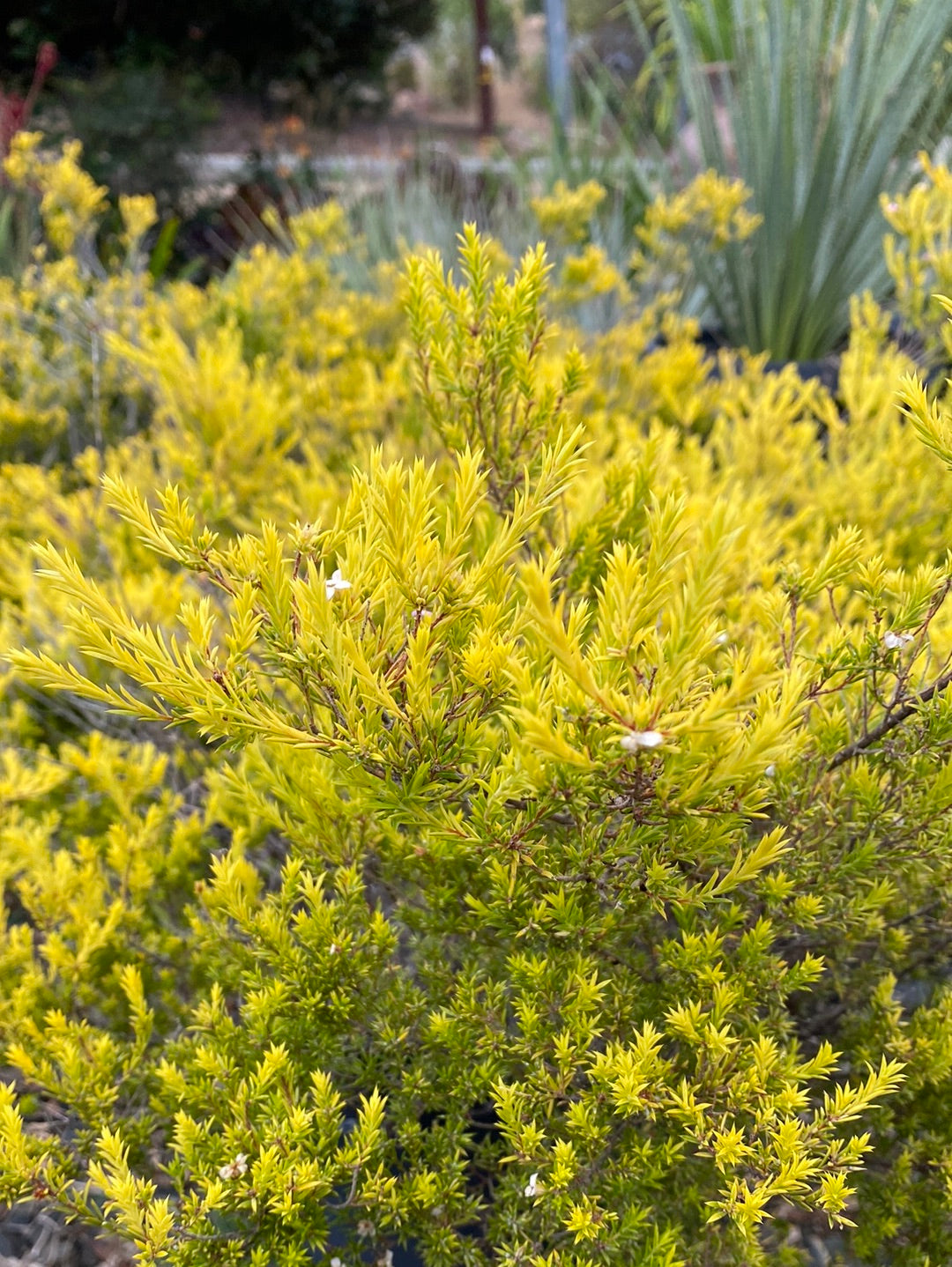 Coleonema pulchrum ‘Sunset Gold’