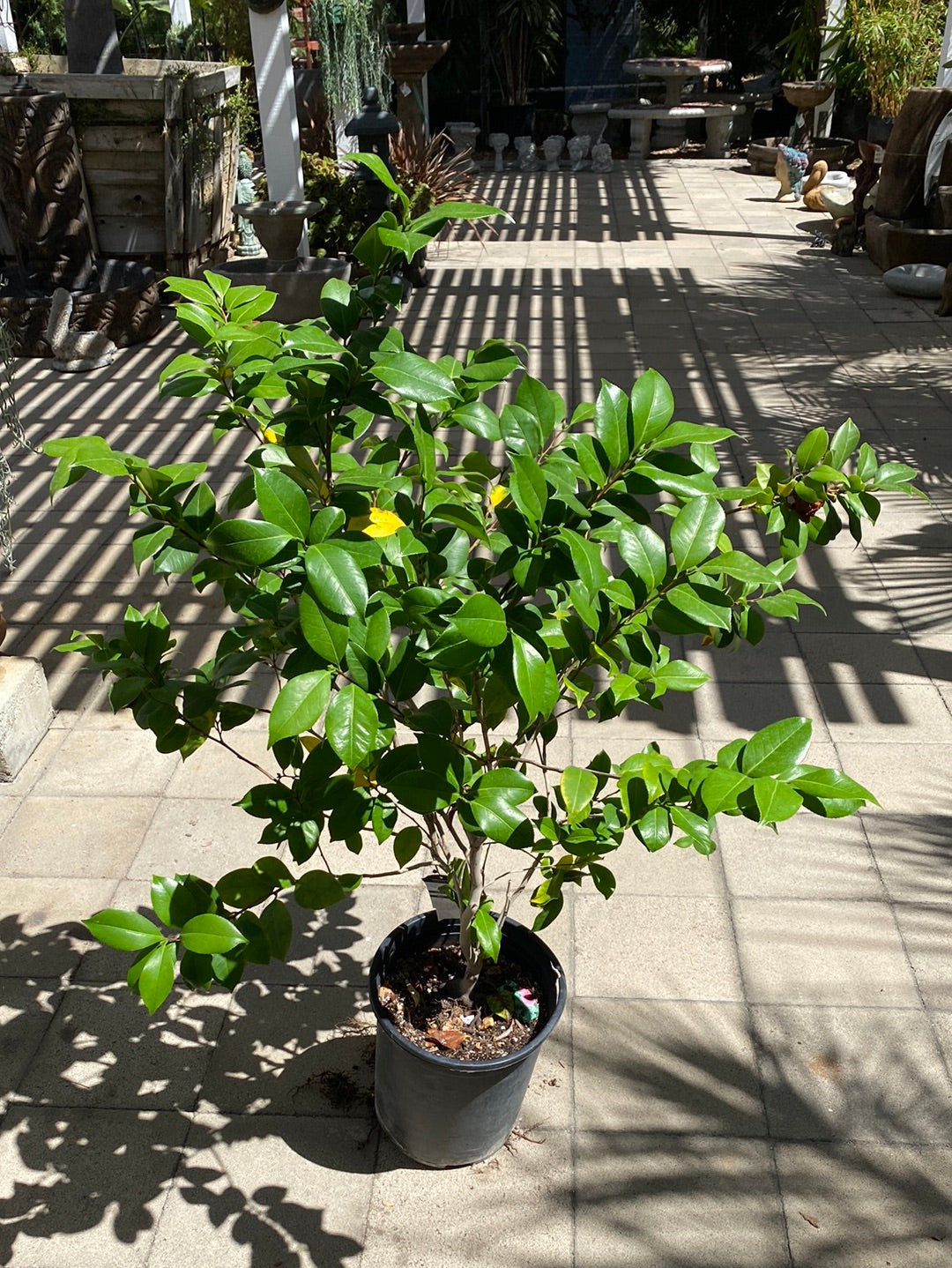 Camellia japonica ‘Spellbound’