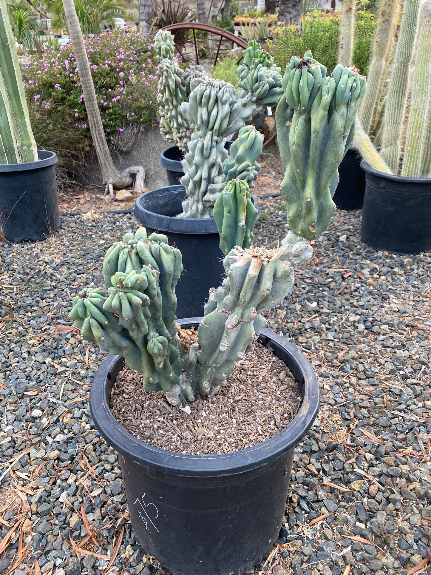 Cereus peruvianus monstrose