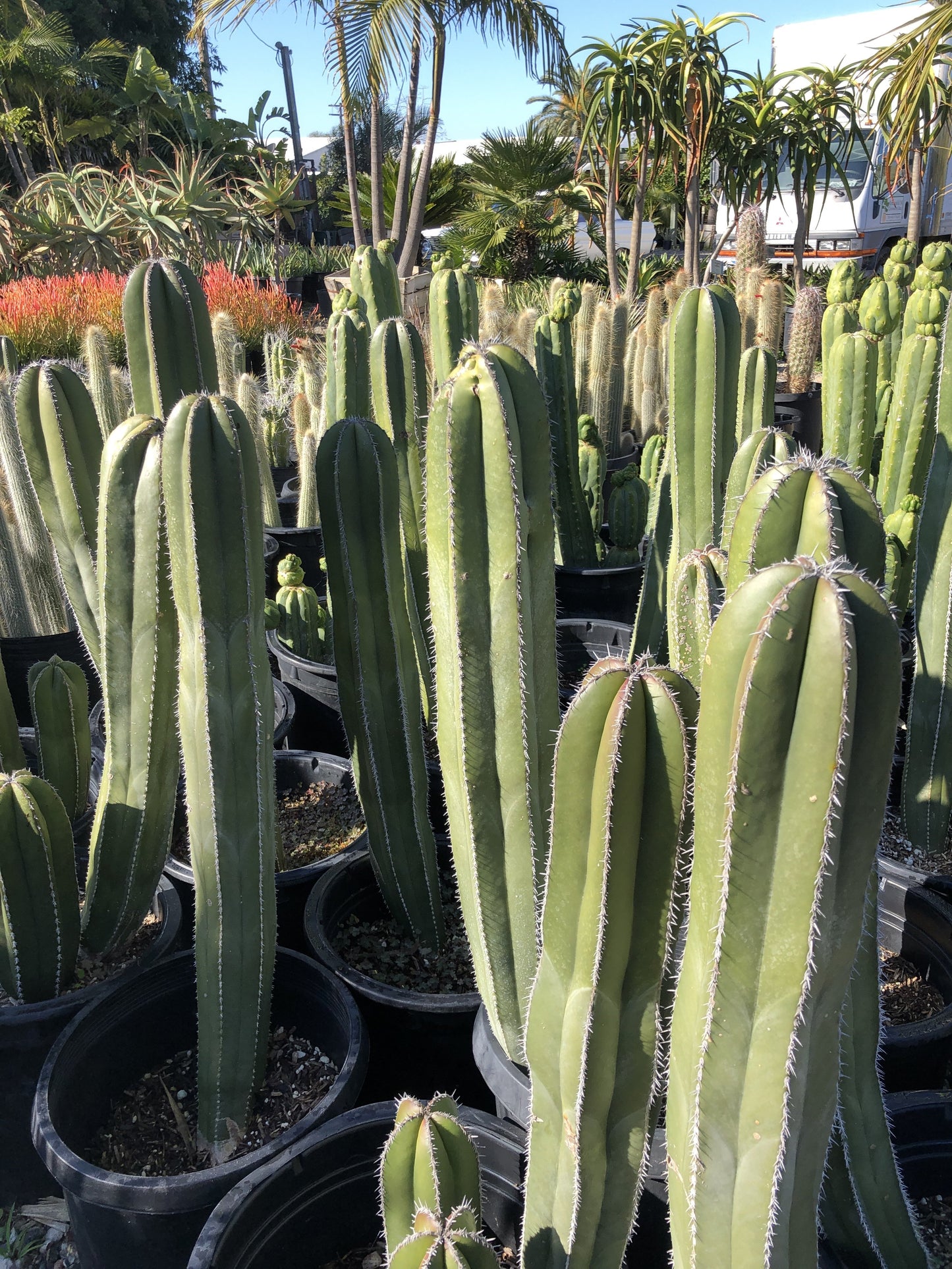 Pachycereus marginatus