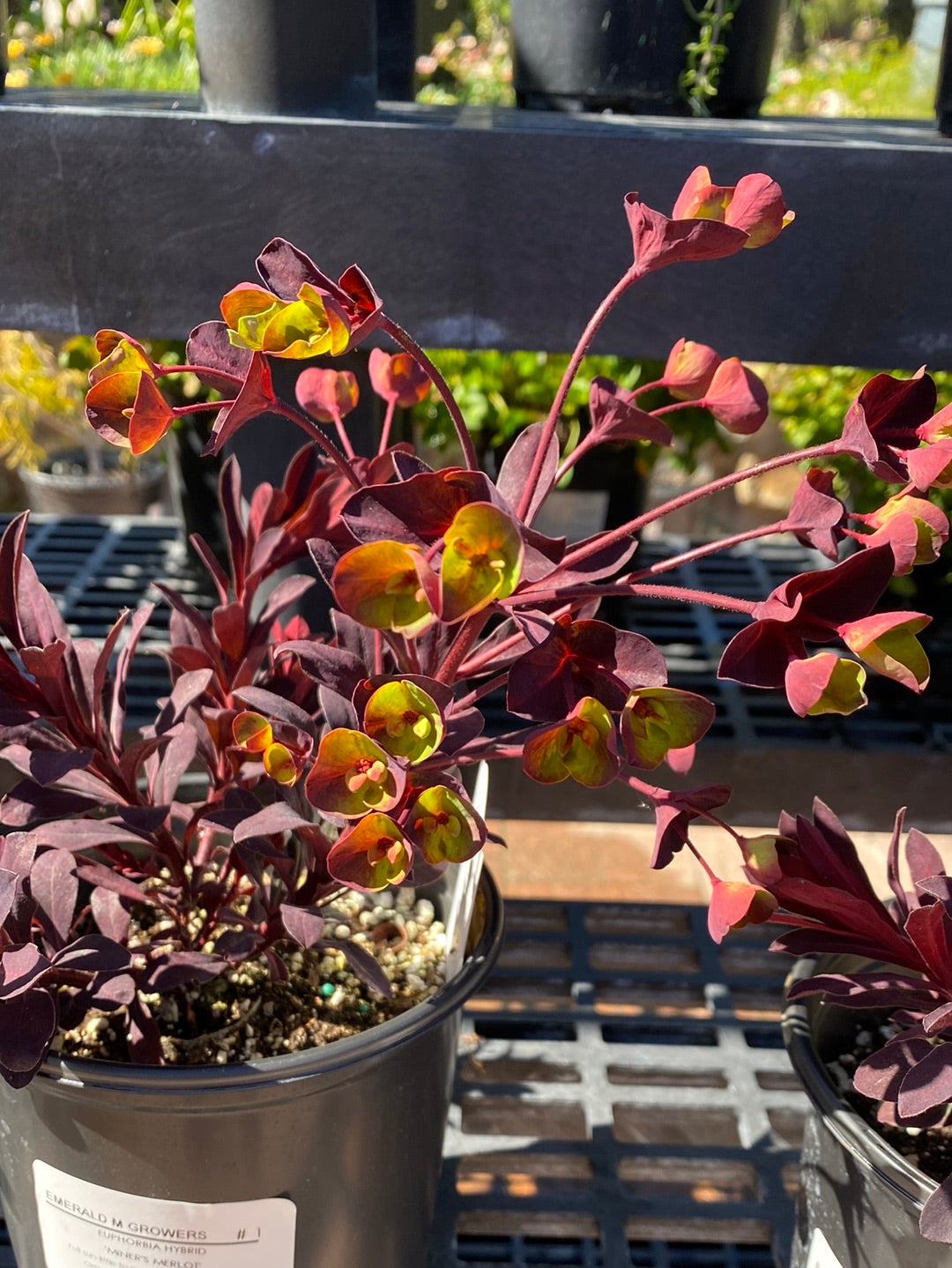 Euphorbia hybrid ‘Miners Merlot’