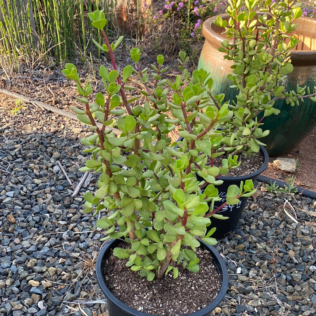 Portulacaria afra 'Macrophylla'