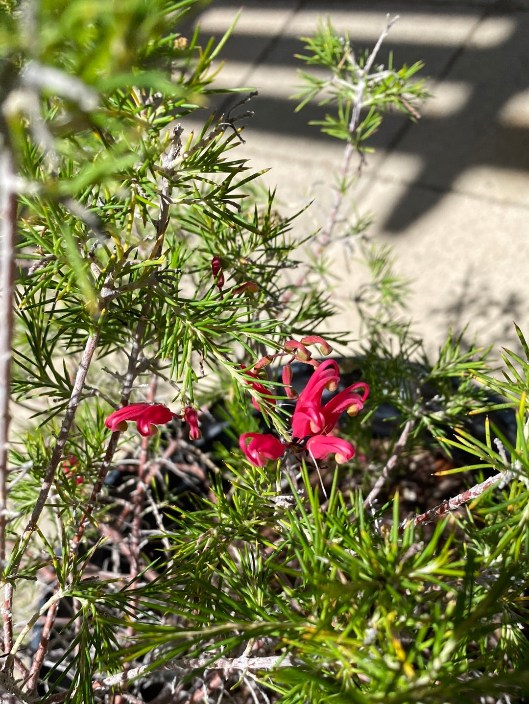 Grevillea ‘Canberra Gem’