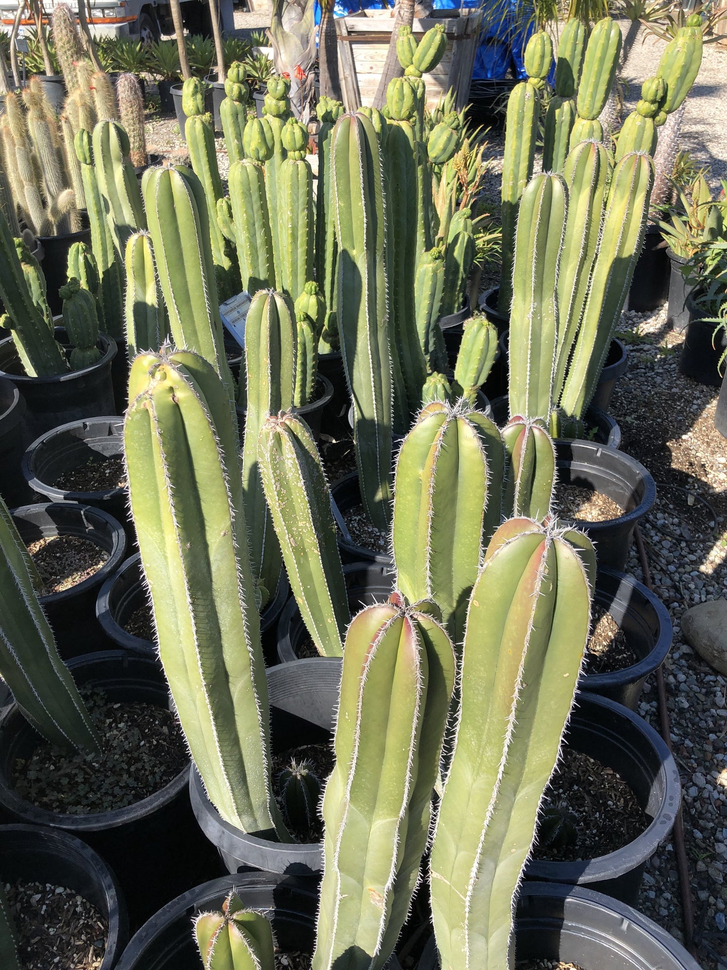 Pachycereus marginatus