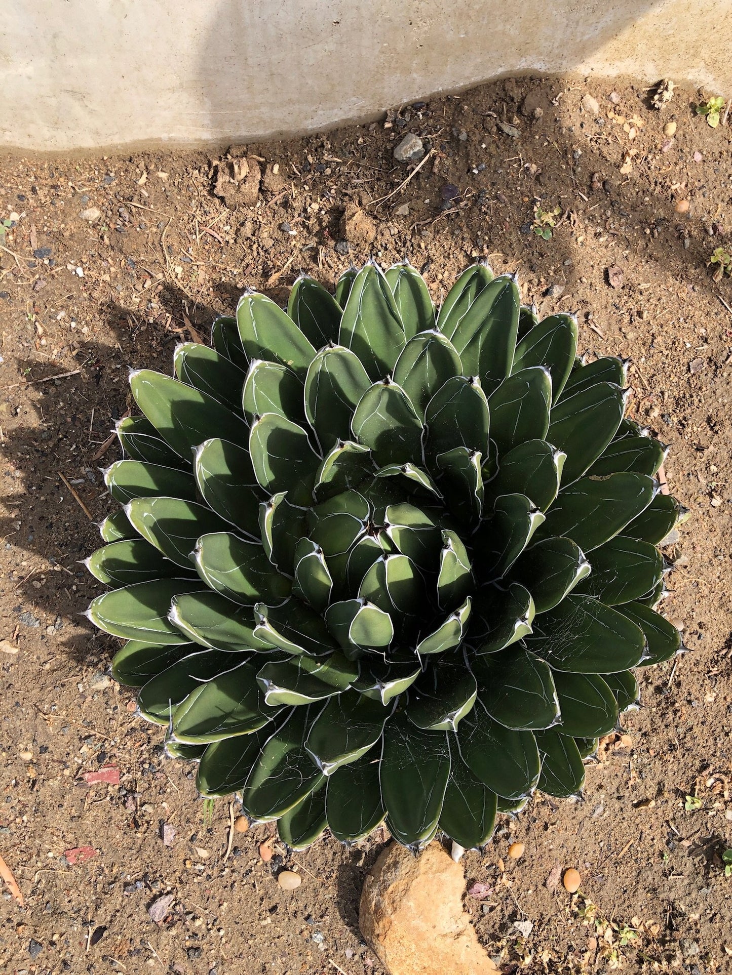 Agave victoriae-reginae 'Porcupine'