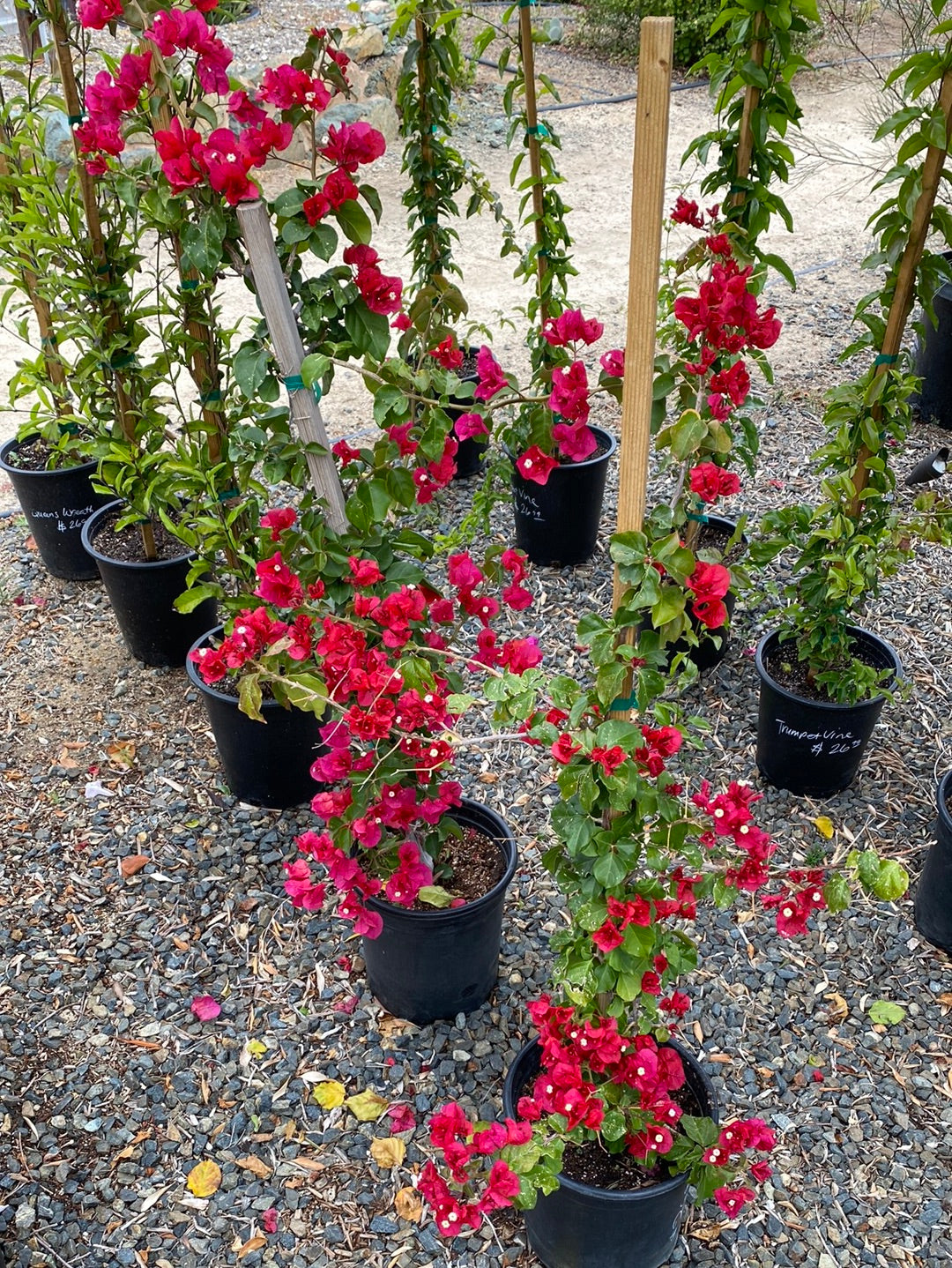 Bougainvillea spectabilis ‘Red Vine’