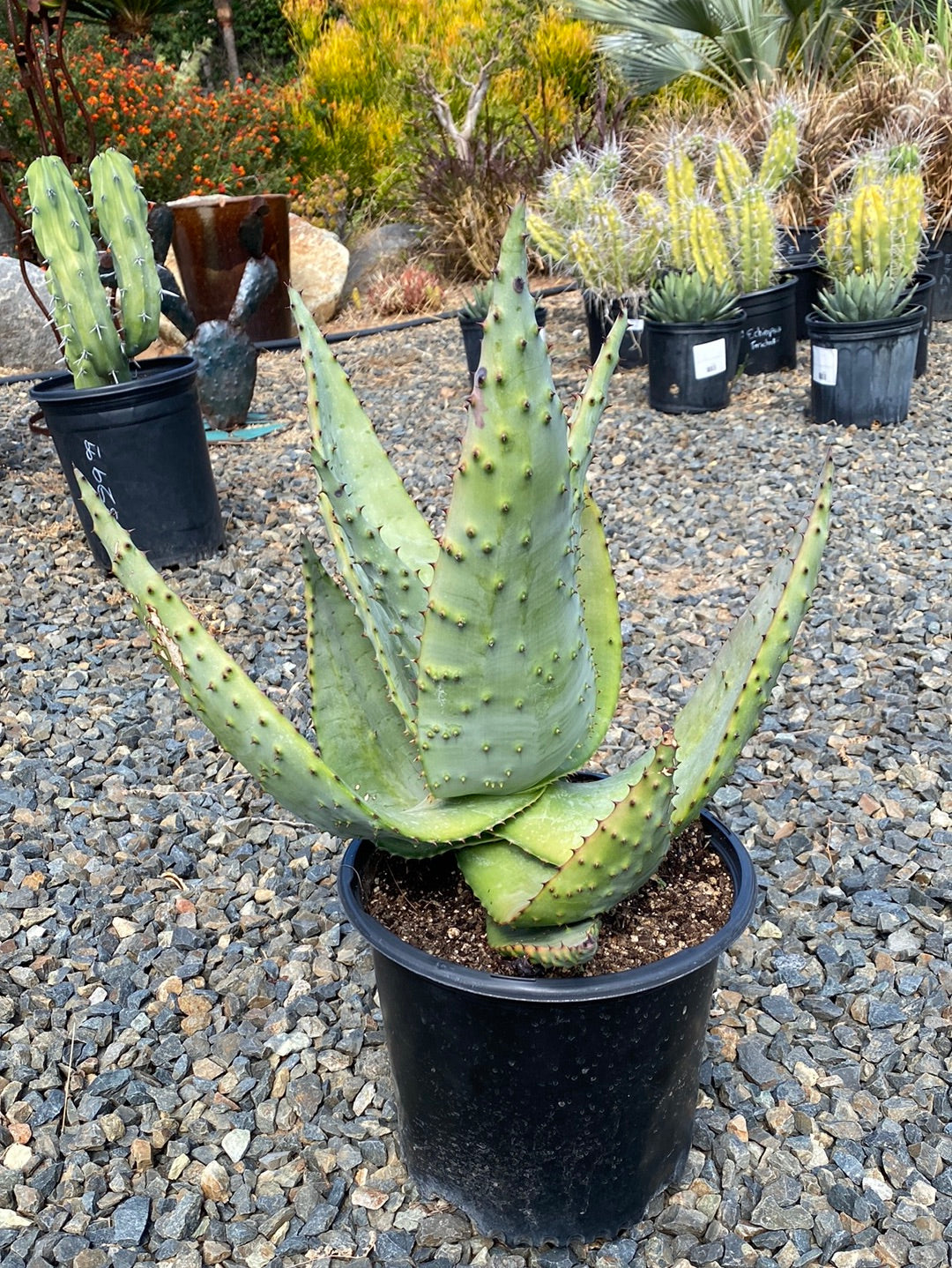 Aloe ferox