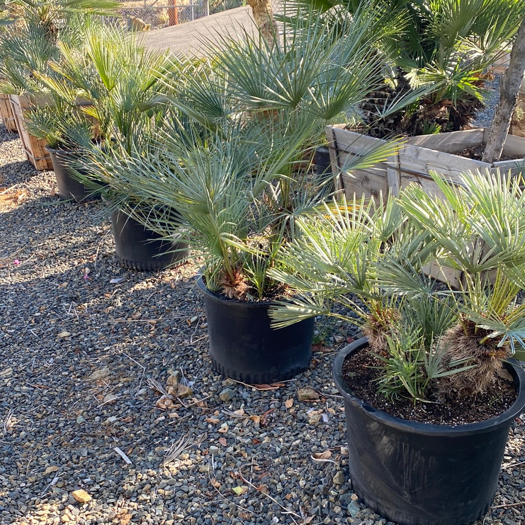 Chamaerops humilis cerifera