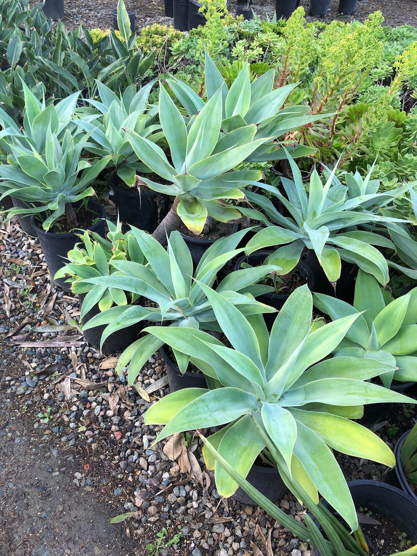 Agave attenuata