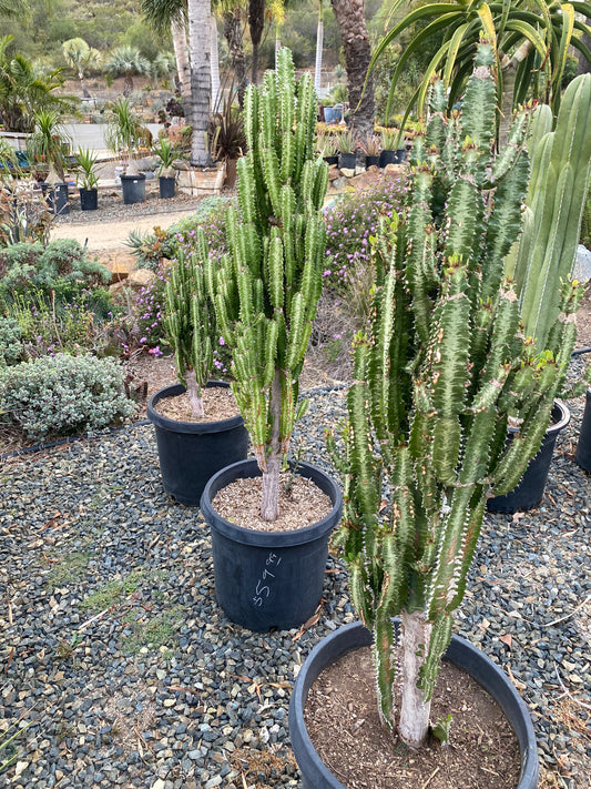 Euphorbia trigona