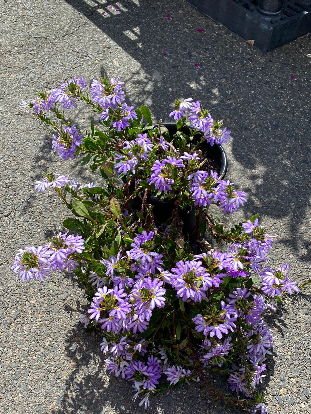 Scaevola aemula ‘Diamond’