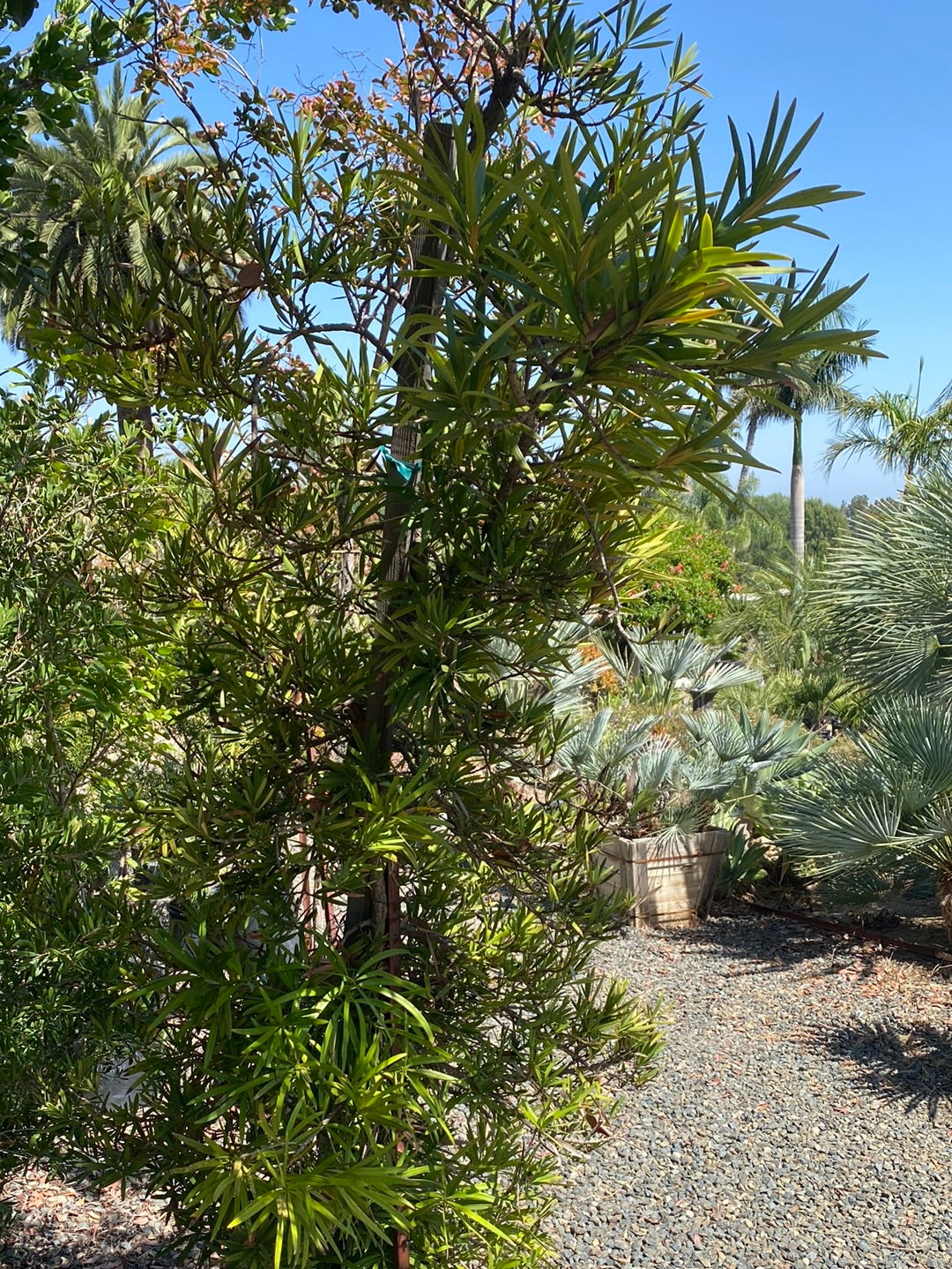 Callistemon lanceolatus ‘Splendens’