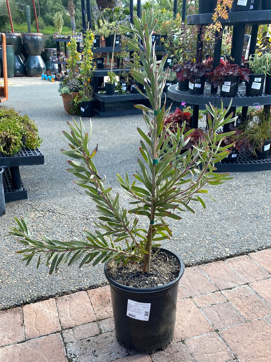 Leucospermum 'Brandi de la Cruz'