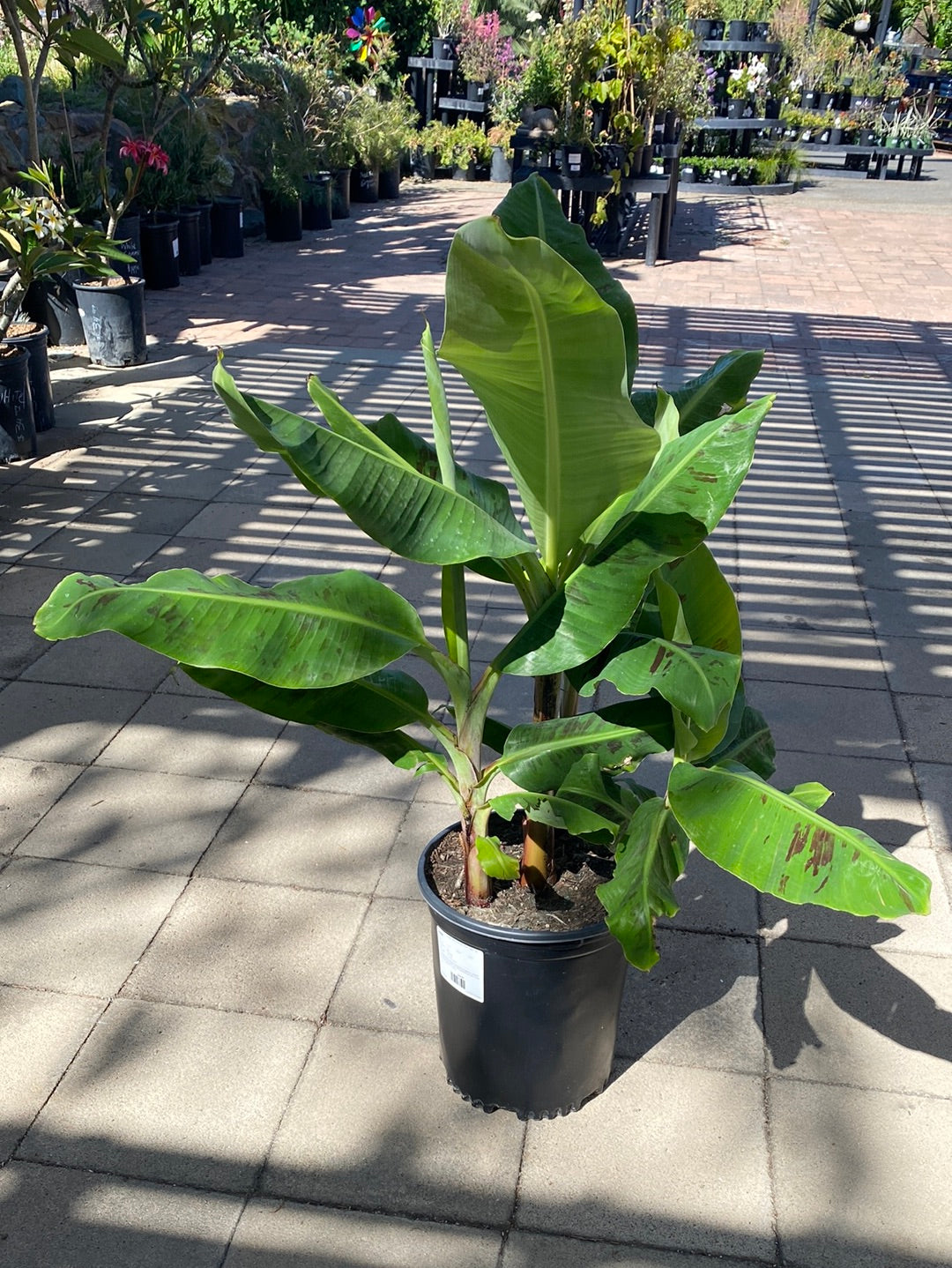 Musa sikkimensis ‘Red Tiger’