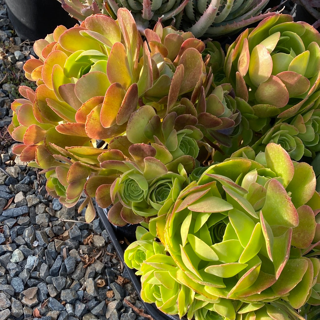 Aeonium urbicum