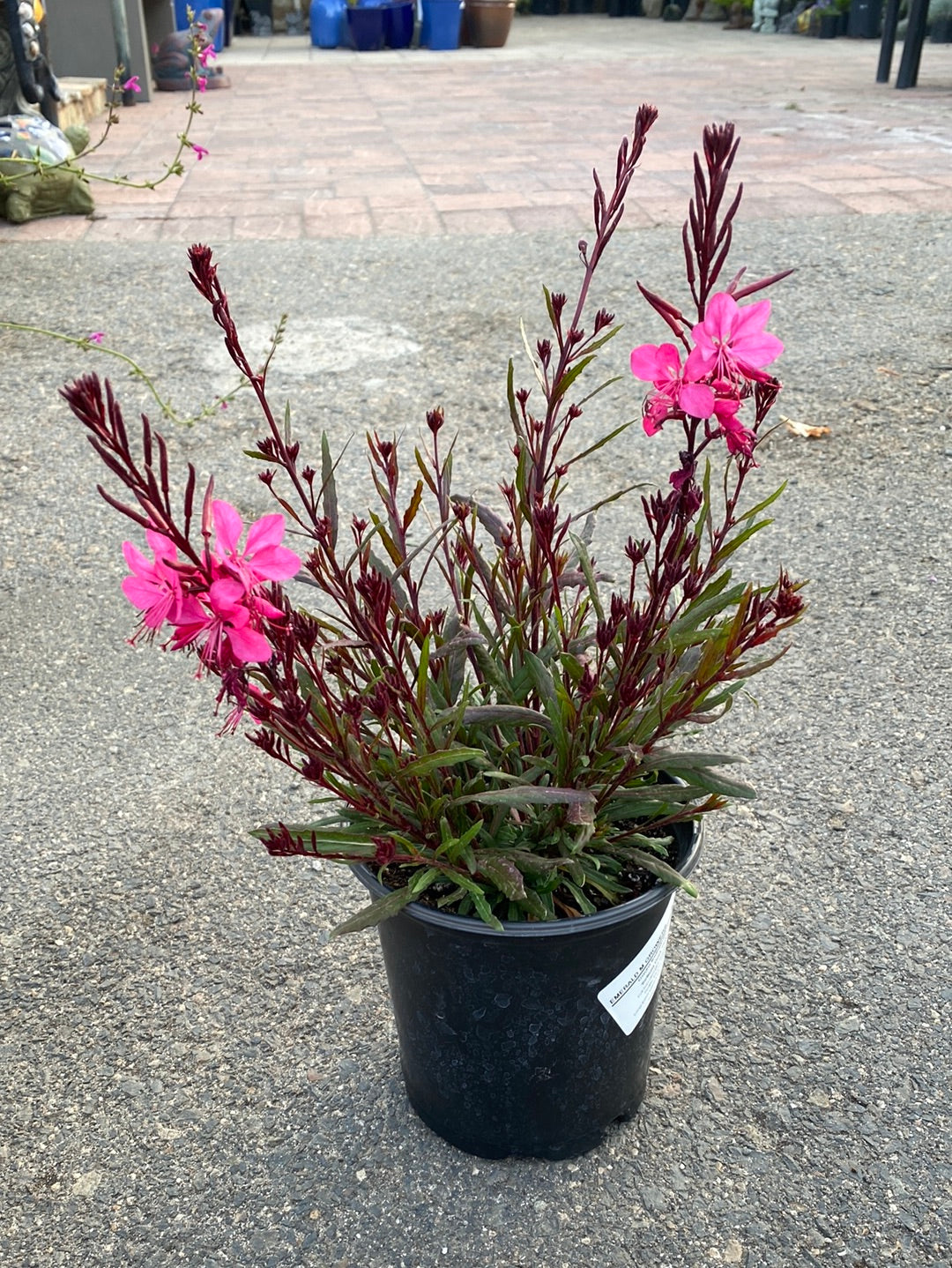 Gaura lindheimeri ‘Belleza’