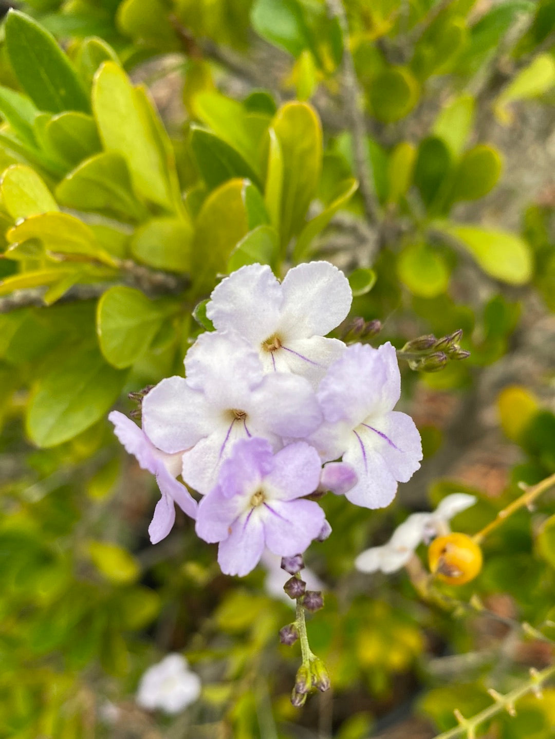 Duranta erecta ‘Purple’