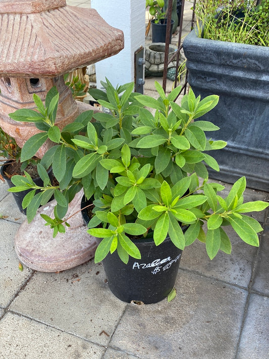 Rhododendron azalea