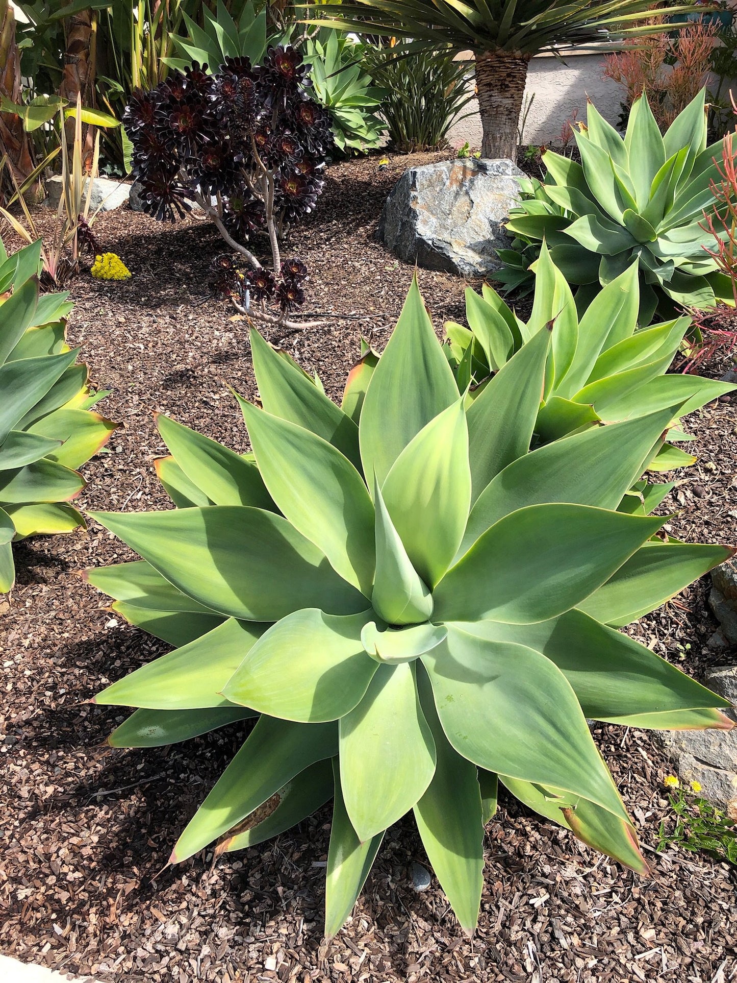 Agave attenuata