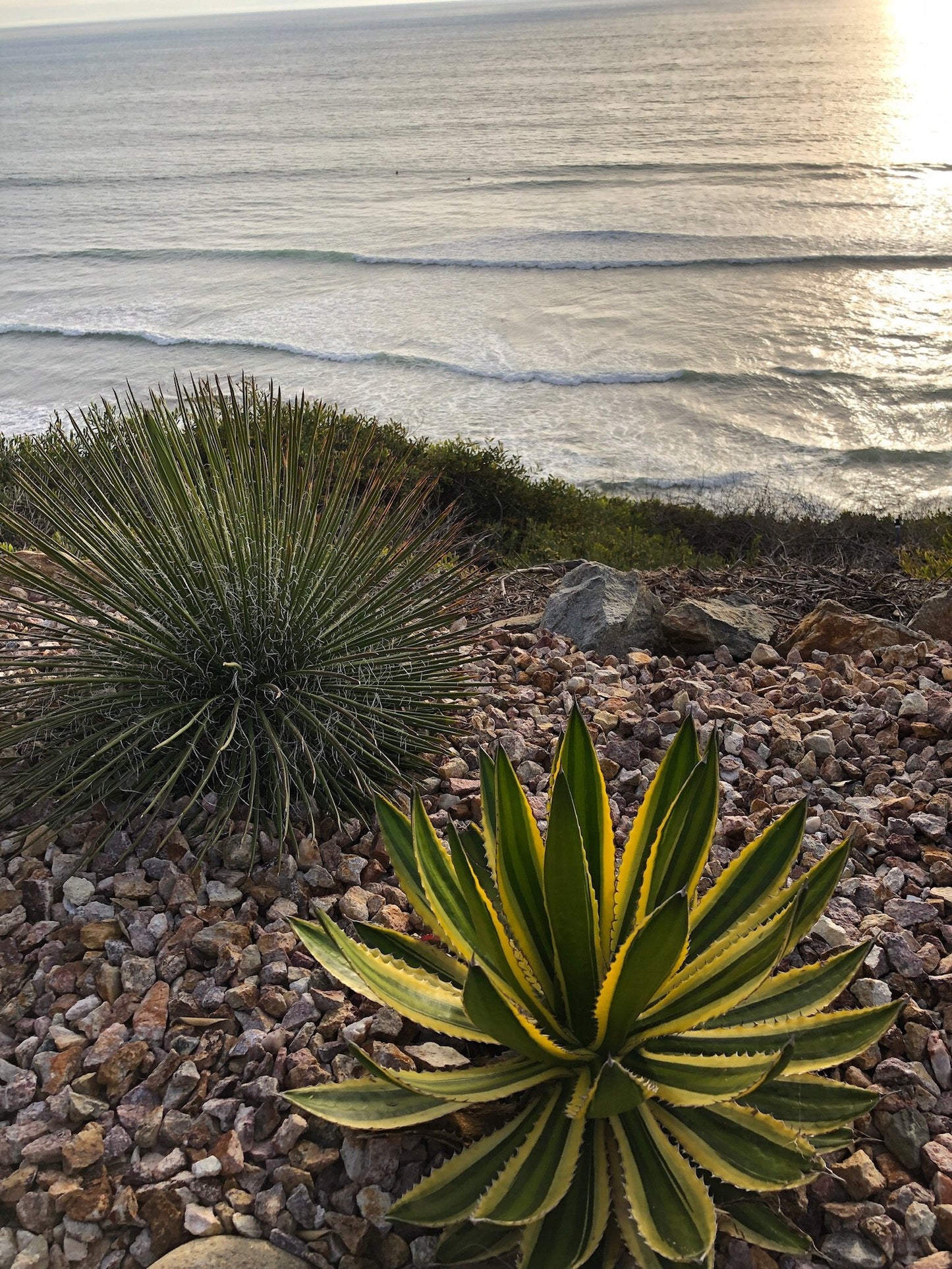 Agave lophantha 'Quadricolor'