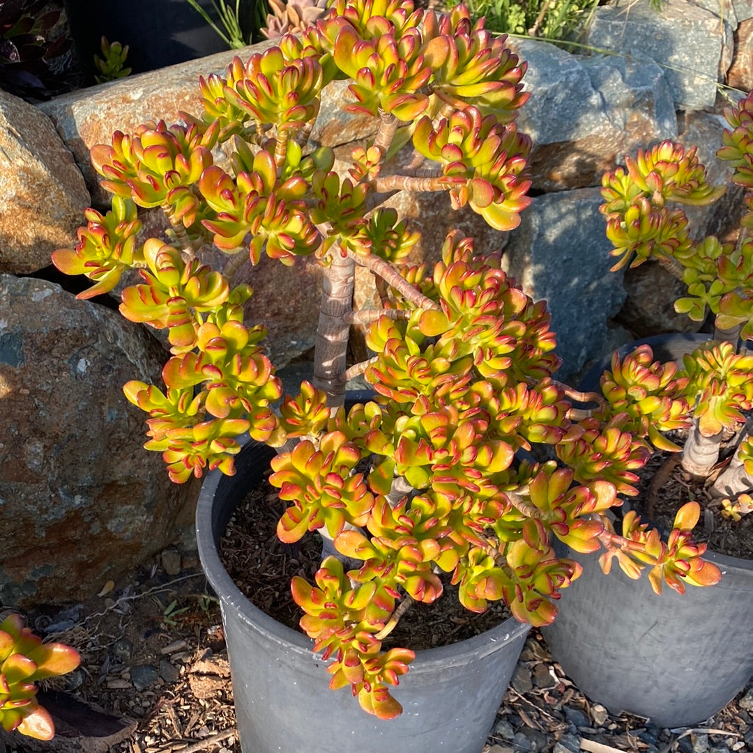 Crassula ovata