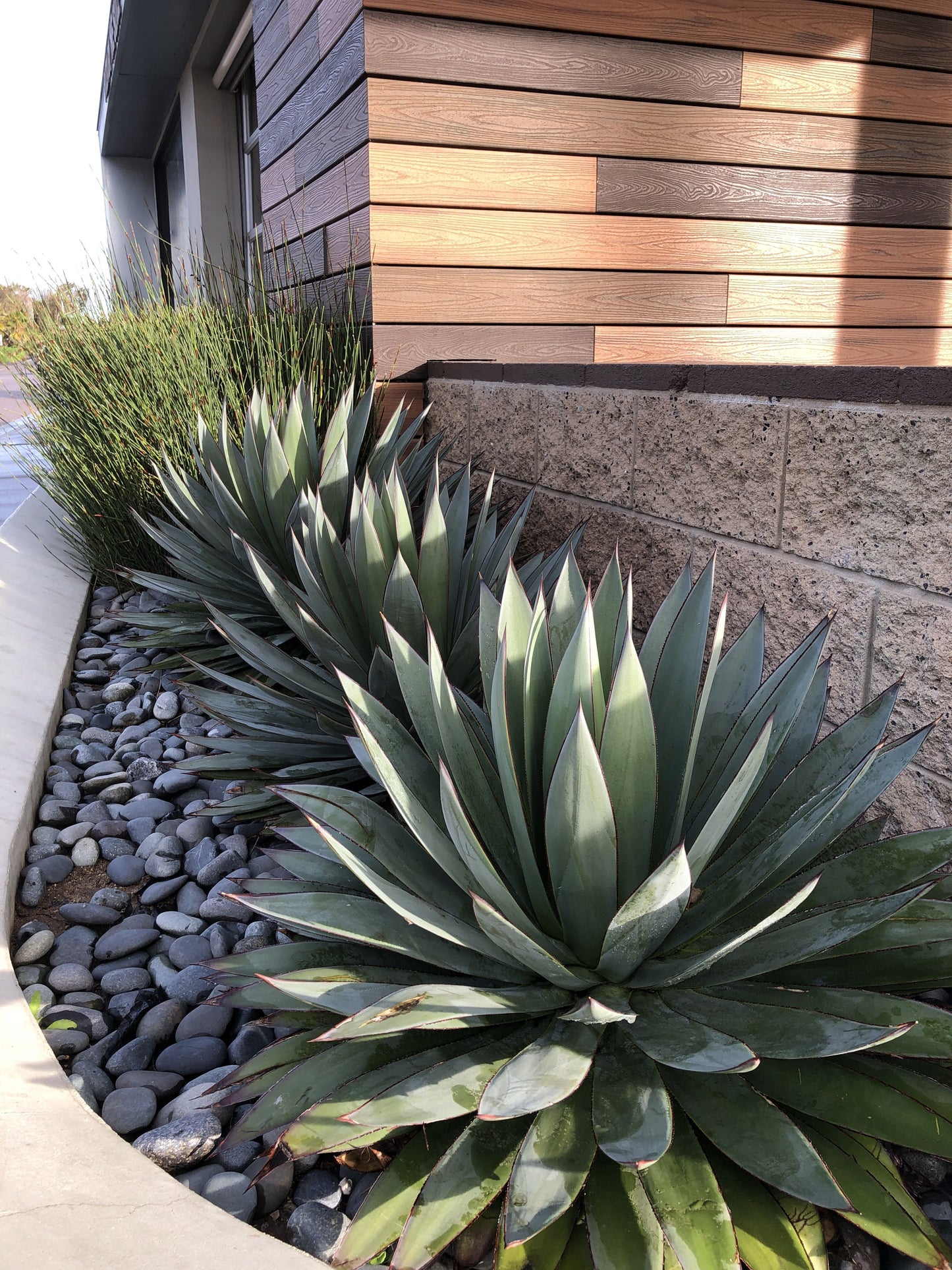 Agave 'Blue Glow'