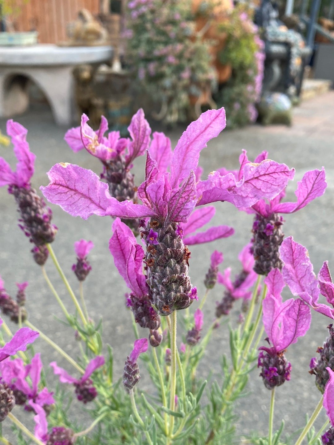 Lavandula stoechas