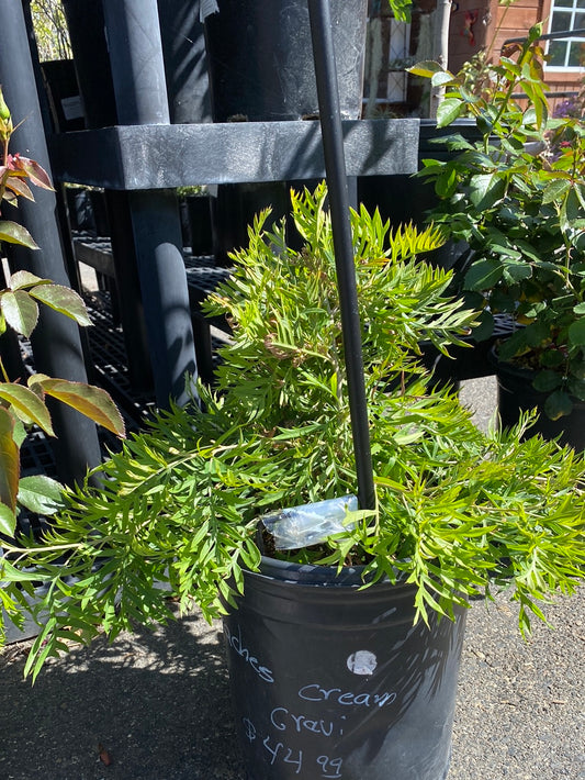 Grevillea ‘Peaches and Cream’