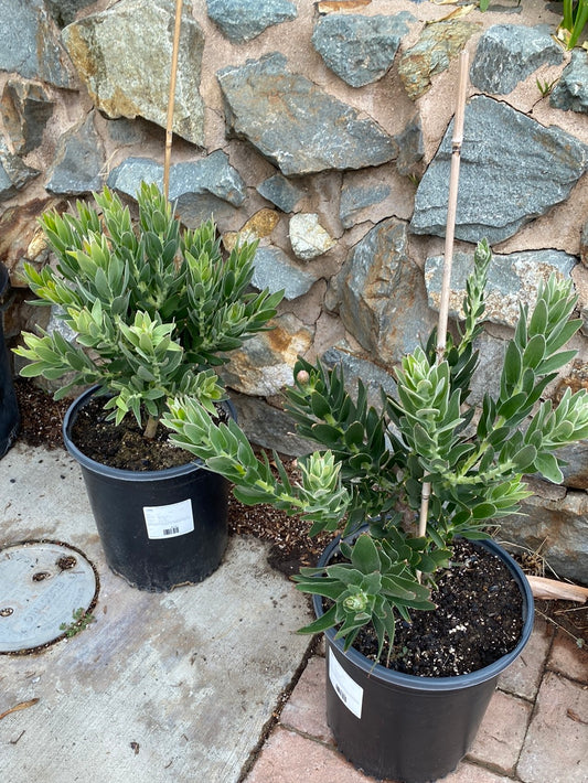 Leucospermum cuneiforme ‘Goldie’