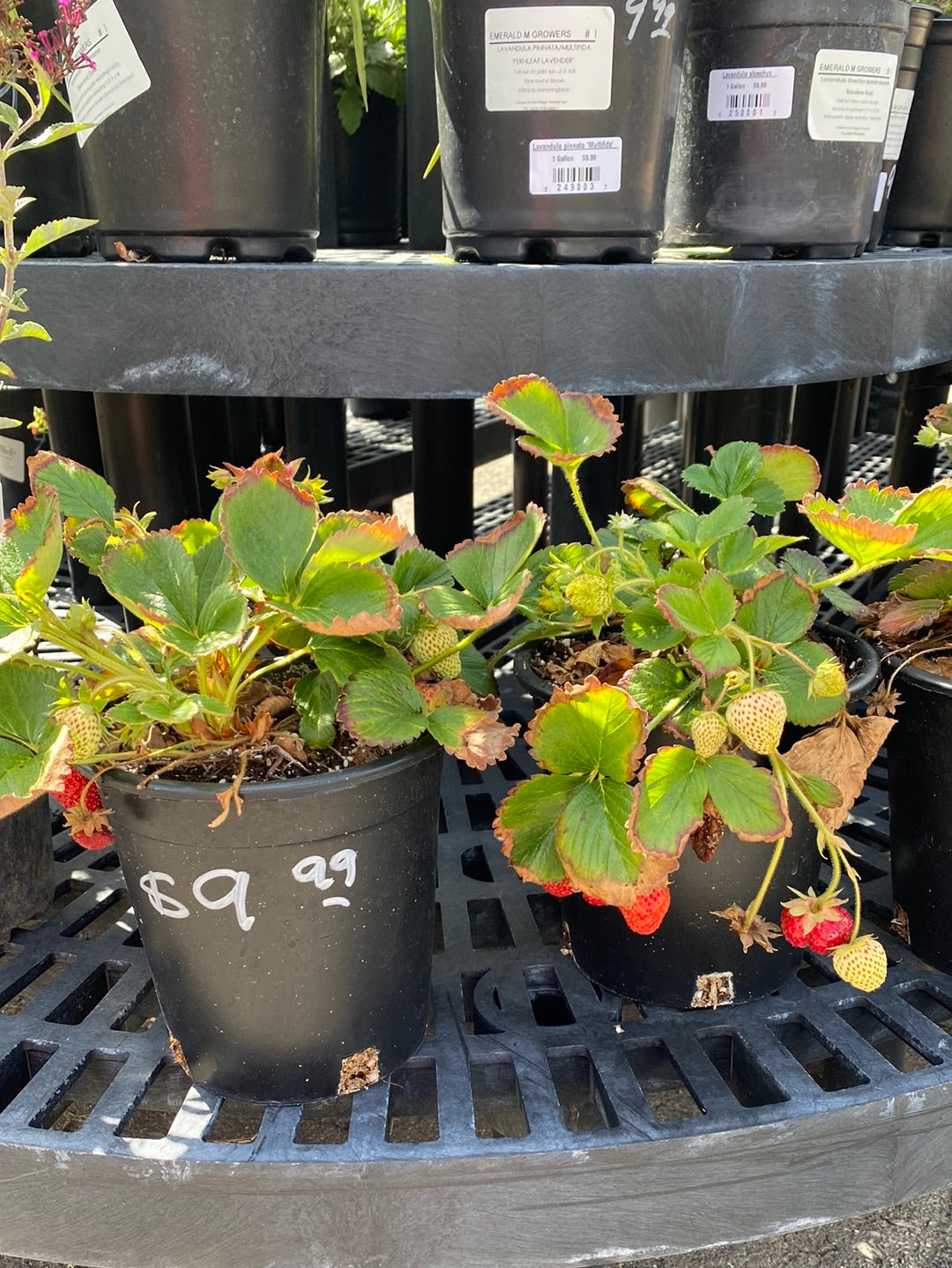 Fragaria x ananassa ‘Strawberries’