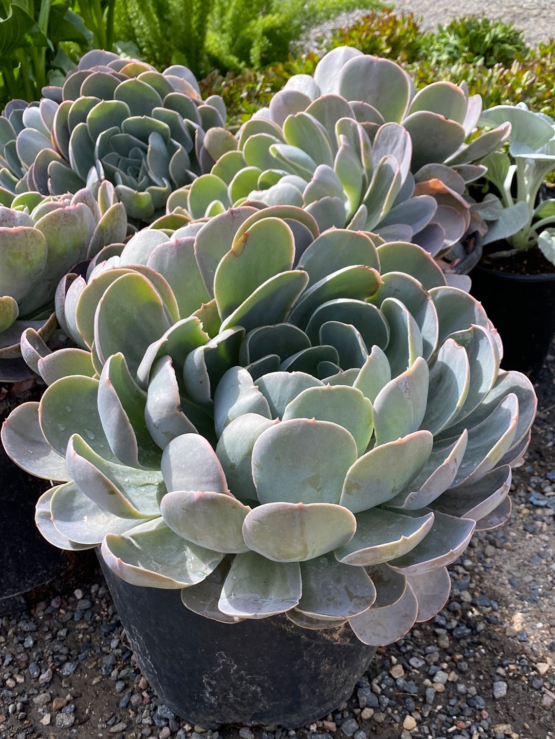 Echeveria conte