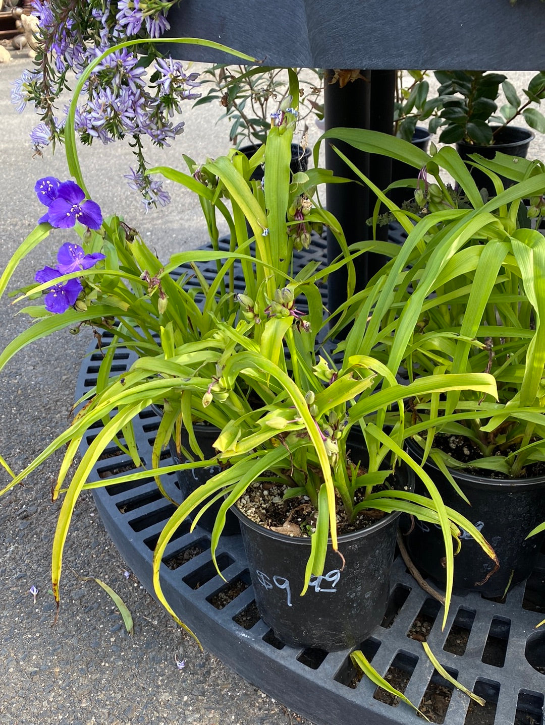 Tradescantia virginiana