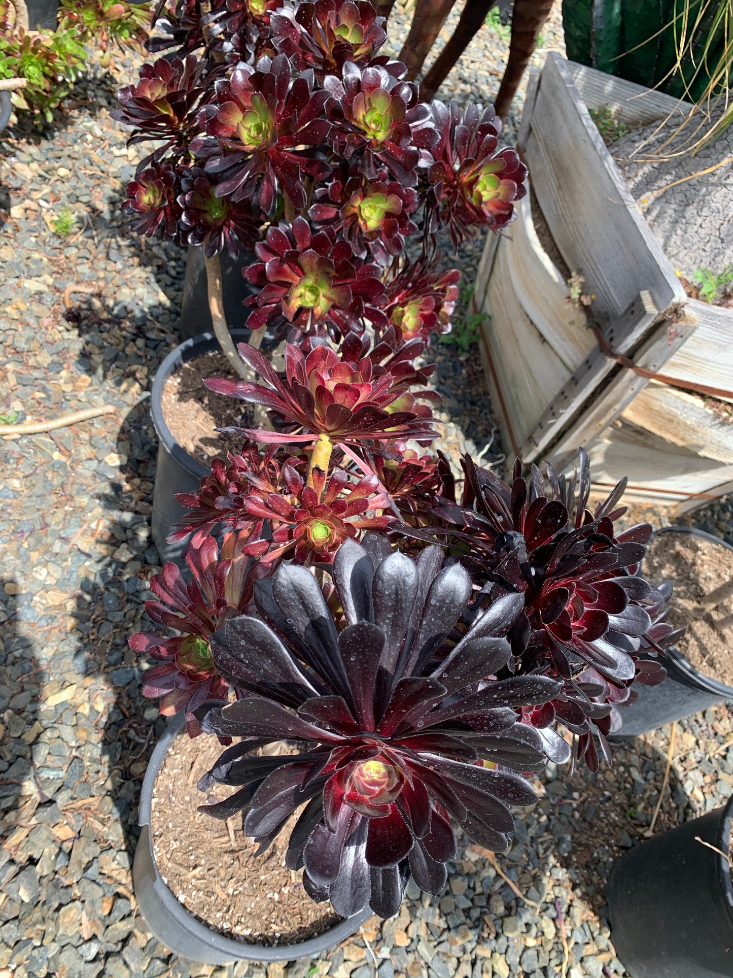 Aeonium arboreum ‘Zwartkop’