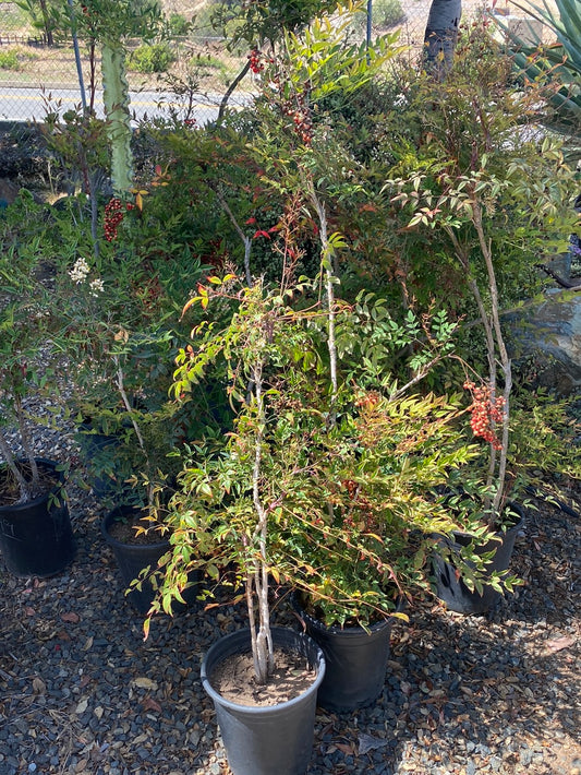 Nandina domestica